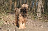 BRIARD 009